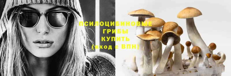 Псилоцибиновые грибы Psilocybe  где продают наркотики  Каневская 